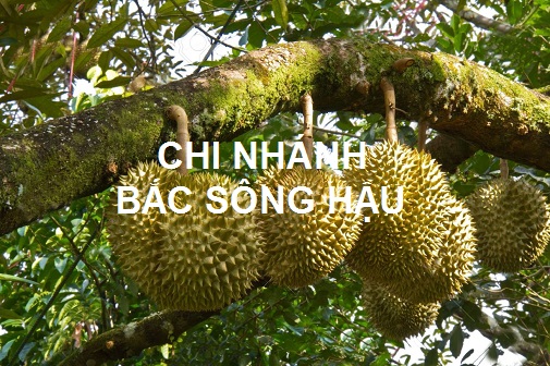 Chi Nhánh Bắc Sông Hậu