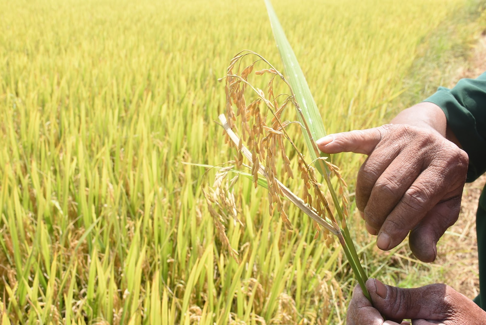 KON TUM: NÔNG DÂN KHÓC RÒNG VÌ GẶT TOÀN LÚA LÉP, NGUY CƠ MẤT TRẮN