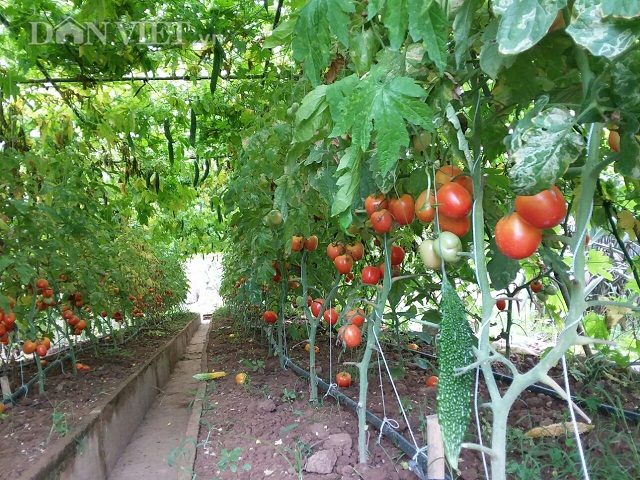 LẠ MÀ HAY: Cà chua, mướp đắng ở 1 giàn, 1 công chăm 2 thu nhập