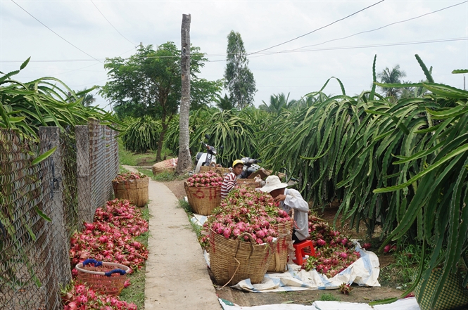 Giải pháp quản lý bệnh đốm trắng hại Thanh Long