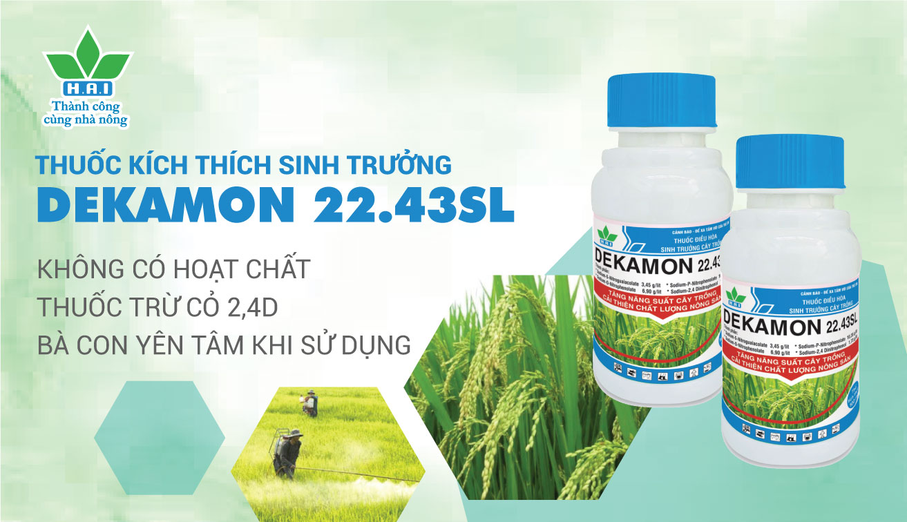 DEKAMON 22.43SL – KHÔNG CÓ HOẠT CHẤT THUỐC TRỪ CỎ 2,4D