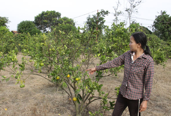 ĐẮK LẮK: NGƯỜI DÂN NGẬM ĐẮNG VÌ CAM, QUÝT VÀNG LÁ, THỐI RỄ CHẾT HÀNG LOẠT