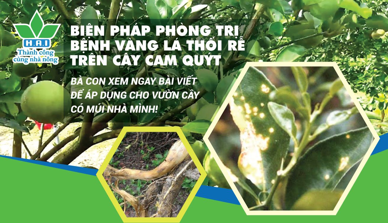 BIỆN PHÁP PHÒNG TRỊ BỆNH VÀNG LÁ THỐI RỄ TRÊN CÂY CAM QUÝT Ở ĐẮK LẮK