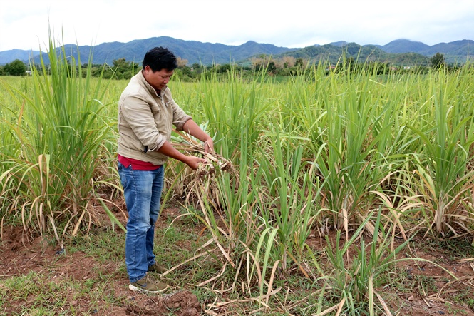 MỘT HUYỆN CÓ HƠN 6.500HA CÂY TRỒNG VỤ MÙA BỊ THIỆT HẠI DO ĐẠI HẠN