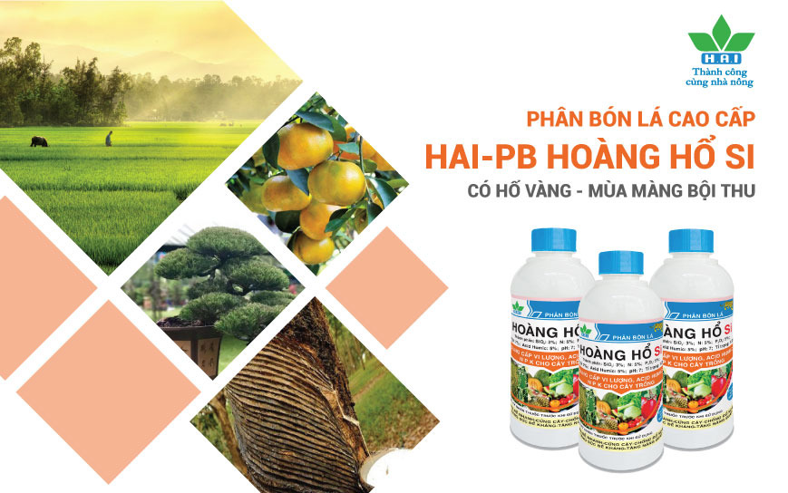 HOÀNG HỔ Si – PHÂN BÓN LÁ TĂNG CƯỜNG SỨC ĐỀ KHÁNG CHO CÂY TRỒNG