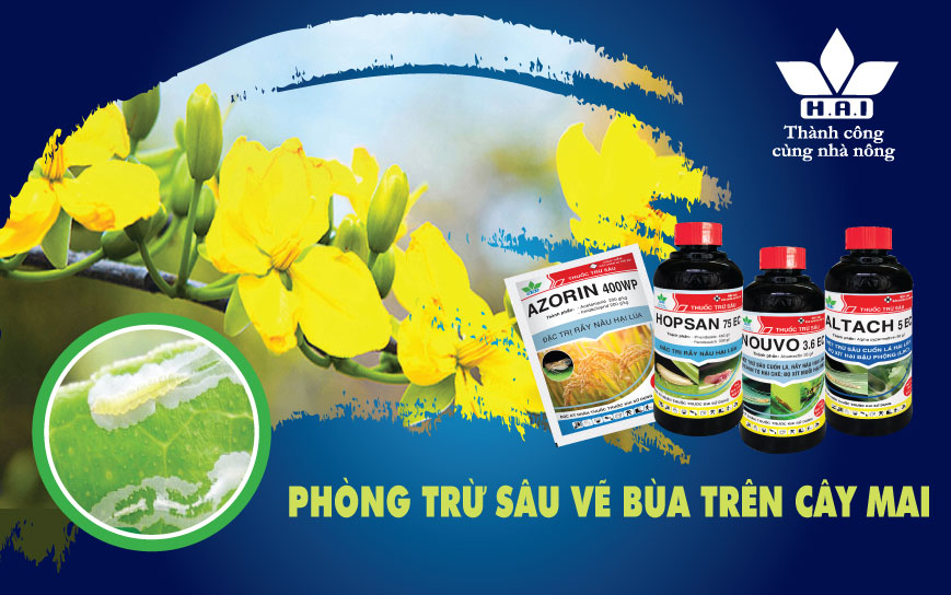 PHÒNG TRỪ SÂU VẼ BÙA TRÊN CÂY MAI