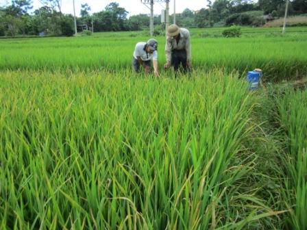 Quản lý bệnh đốm sọc vi khuẩn hại lúa