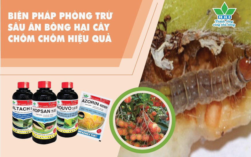 BIỆN PHÁP PHÒNG TRỪ SÂU ĂN BÔNG HẠI CÂY CHÔM CHÔM HIỆU QUẢ