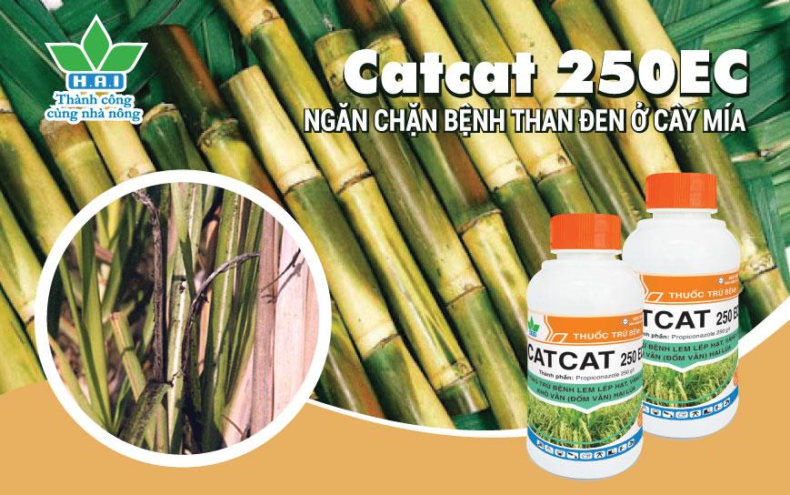 ĐẨY LÙI BỆNH THAN ĐEN Ở CÂY MÍA