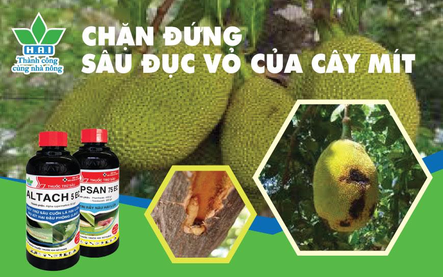 LOẠI TRỪ SÂU ĐỤC VỎ Ở TRÁI MÍT