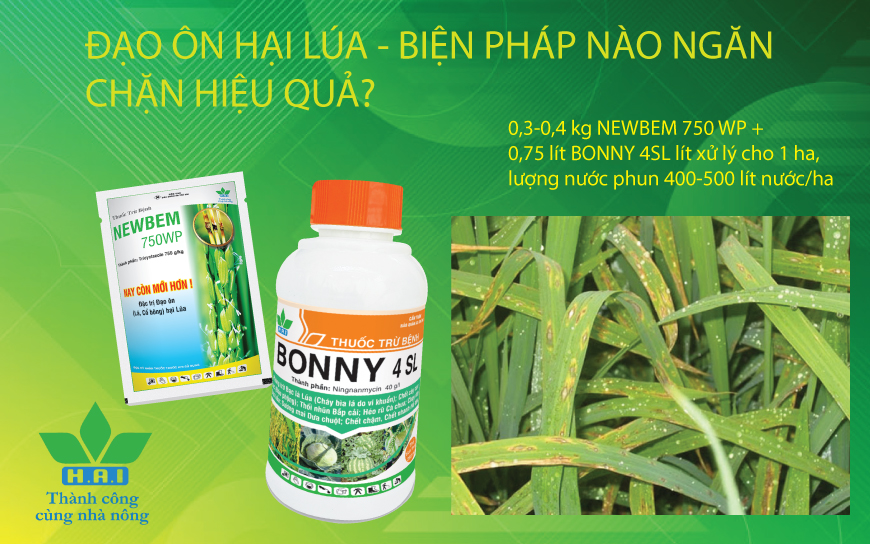 ĐẠO ÔN HẠI LÚA - BIỆN PHÁP NÀO NGĂN CHẶN HIỆU QUẢ?