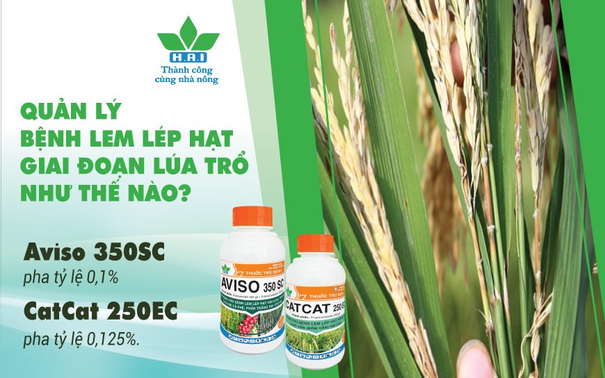 QUẢN LÝ BỆNH LEM LÉP HẠT GIAI ĐOẠN LÚA TRỔ NHƯ THẾ NÀO?