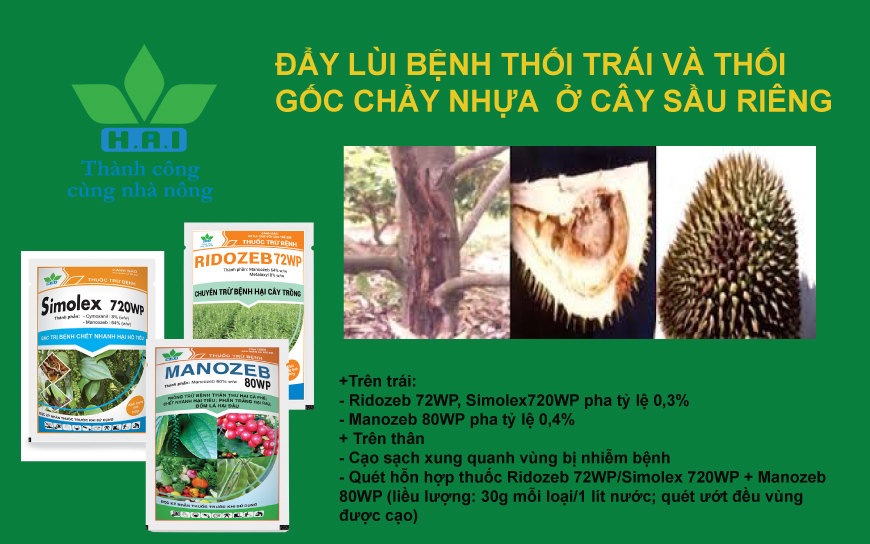 ĐẨY LÙI BỆNH THỐI TRÁI VÀ THỐI GỐC CHẢY NHỰA Ở CÂY SẦU RIÊNG