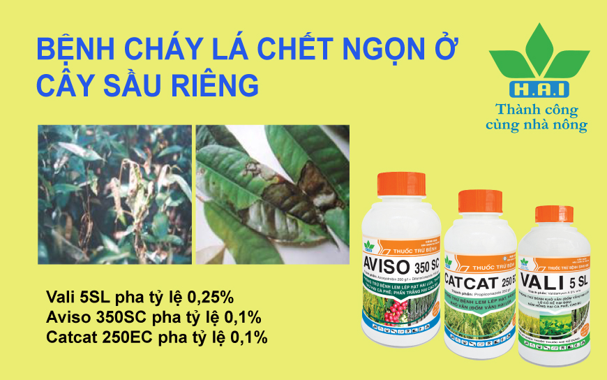 BỆNH CHÁY LÁ CHẾT NGỌN Ở CÂY SẦU RIÊNG