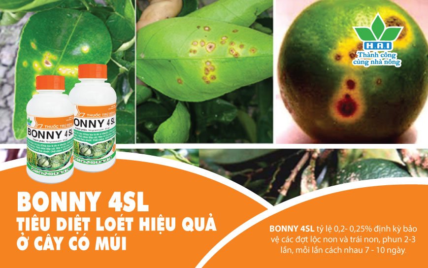 BONNY 4SL - TIÊU DIỆT LOÉT HIỆU QUẢ Ở CÂY CÓ MÚI