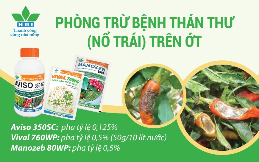 PHÒNG TRỪ BỆNH THÁN THƯ (NỔ TRÁI) TRÊN ỚT