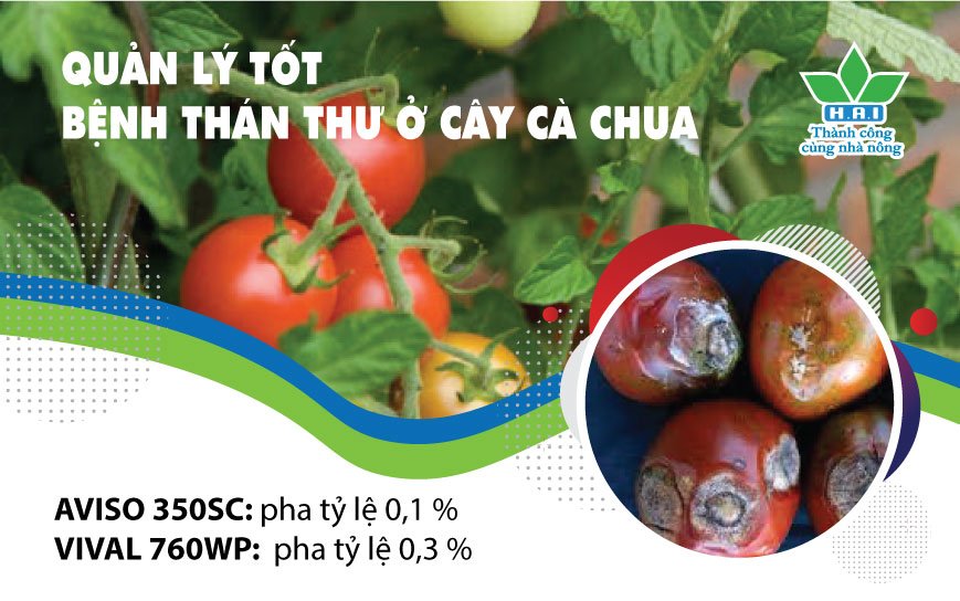 QUẢN LÝ TỐT BỆNH THÁN THƯ Ở CÂY CÀ CHUA