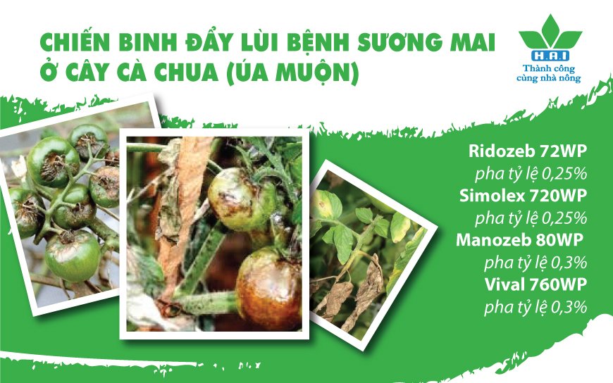 CHIẾN BINH ĐẨY LÙI BỆNH SƯƠNG MAI Ở CÂY CÀ CHUA (ÚA MUỘN)