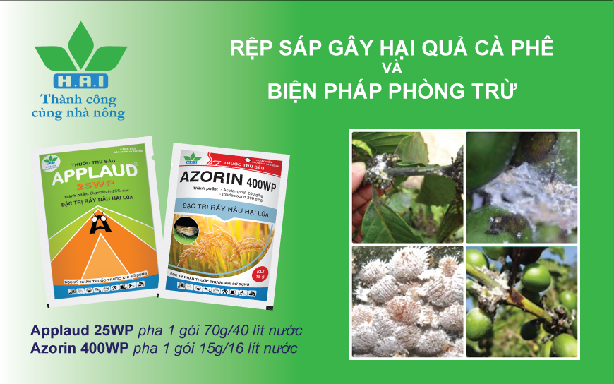 RỆP SÁP GÂY HẠI QUẢ CÀ PHÊ VÀ BIỆN PHÁP PHÒNG TRỪ