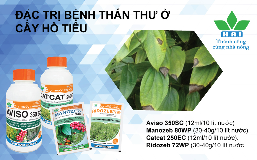 ĐẶC TRỊ BỆNH THÁN THƯ Ở CÂY HỒ TIÊU