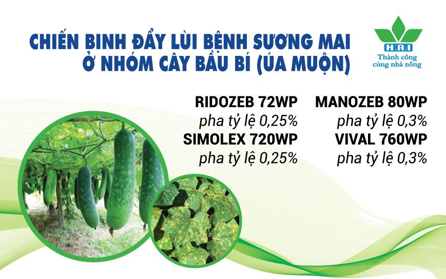 CHIẾN BINH ĐẨY LÙI BỆNH SƯƠNG MAI Ở NHÓM CÂY BẦU BÍ (ÚA MUỘN)