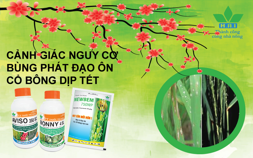 CẢNH GIÁC NGUY CƠ BÙNG PHÁT ĐẠO ÔN CỔ BÔNG DỊP TẾT