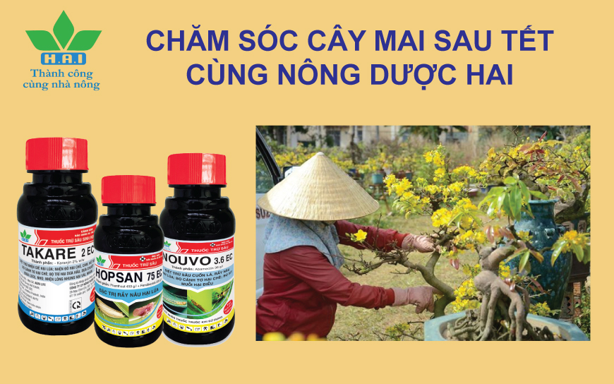 CHĂM SÓC CÂY MAI SAU TẾT CÙNG NÔNG DƯỢC HAI