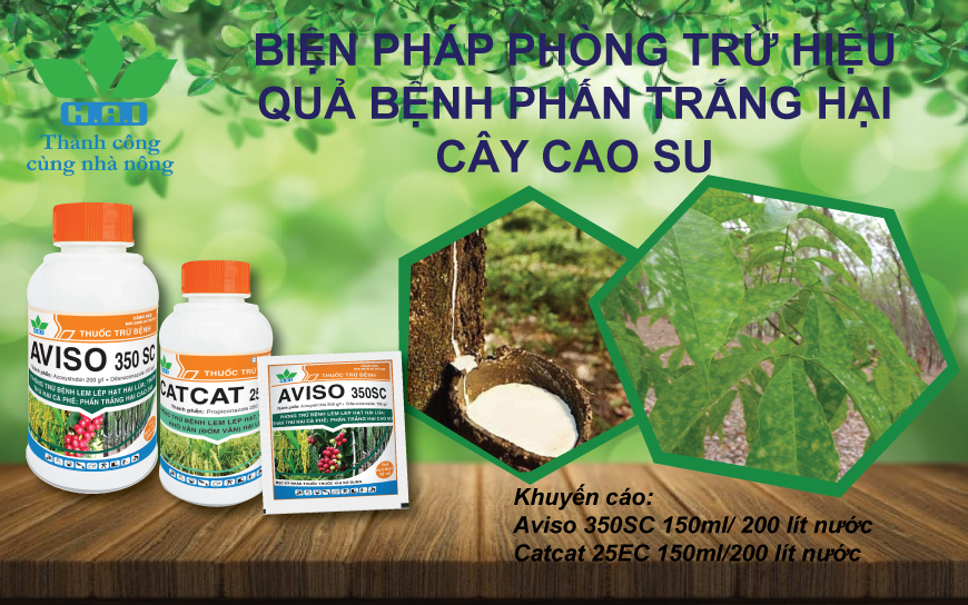 BIỆN PHÁP PHÒNG TRỪ HIỆU QUẢ BỆNH PHẤN TRẮNG HẠI CÂY CAO SU