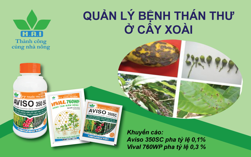 QUẢN LÝ BỆNH THÁN THƯ Ở XOÀI