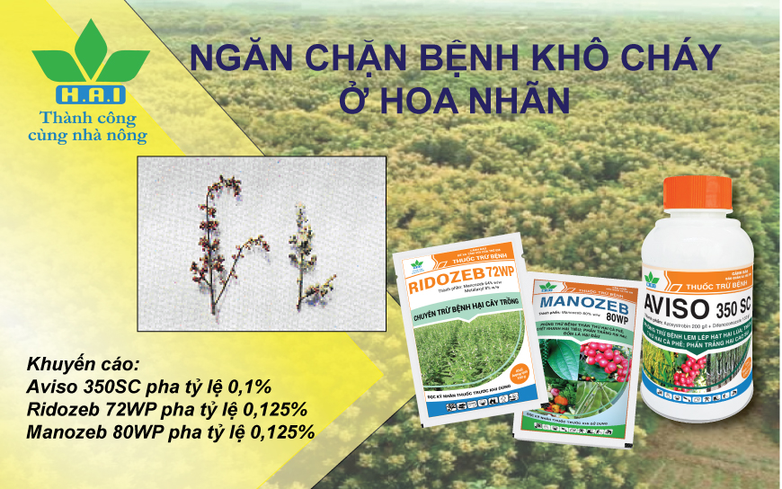 NGĂN CHẶN BỆNH KHÔ CHÁY Ở HOA NHÃN