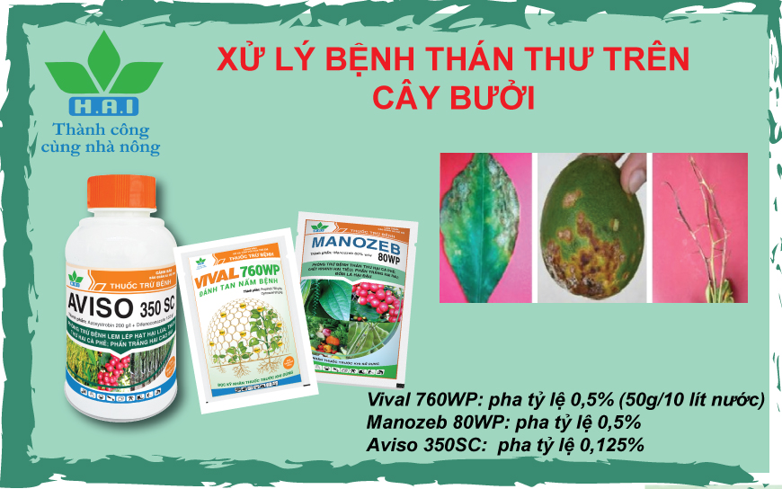 XỬ LÝ BỆNH THÁN THƯ TRÊN CÂY BƯỞI