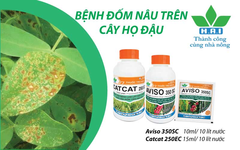 BỆNH ĐỐM NÂU TRÊN CÂY HỌ ĐẬU