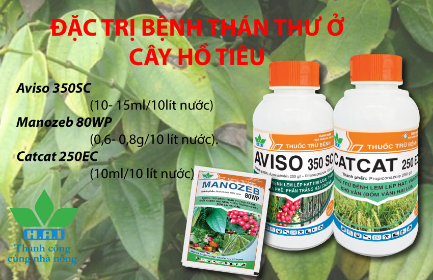 ĐẶC TRỊ BỆNH THÁN THƯ Ở CÂY HỒ TIÊU