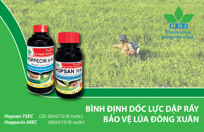 BÌNH ĐỊNH DỐC LỰC DẬP RẦY BẢO VỆ LÚA ĐÔNG XUÂN