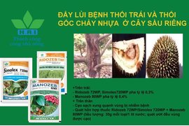 ĐẨY LÙI BỆNH THỐI TRÁI VÀ NỨT THÂN XÌ MỦ TRÊN VƯỜN CÂY ĂN TRÁI ĐẦU MÙA MƯA