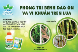 LÚA HÈ THU BỊ BỆNH CHÁY LÁ, THỐI THÂN, THỐI GỐC, CHÁY BÌA LÁ, ĐỐM SỌC LÁ GÂY HẠI NẶNG ĐẦU MÙA MƯA THÌ PHẢI LÀM SAO?