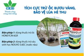 TÍCH CỰC TRỪ ỐC BƯƠU VÀNG BẢO VỆ VỤ LÚA HÈ THU