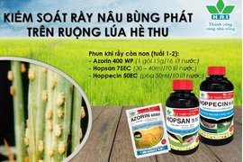 KIỂM SOÁT RẦY NÂU BÙNG PHÁT TRÊN RUỘNG LÚA HÈ THU