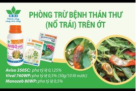 PHÒNG TRỪ BỆNH THÁN THƯ (NỔ TRÁI) TRÊN ỚT