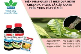 BIỆN PHÁP QUẢN LÝ BỆNH GREENING (BỆNH VÀNG LÁ GÂN XANH) TRÊN VƯỜN CÂY CÓ MÚI