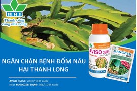 NGĂN CHẶN BỆNH ĐỐM NÂU HẠI THANH LONG