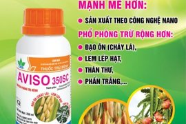 AVISO 350SC - BÔNG SÁNG HẠT NO, KHÔNG LO BỆNH HẠI