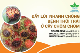 ĐẨY LÙI BỆNH THỐI TRÁI CHÔM CHÔM