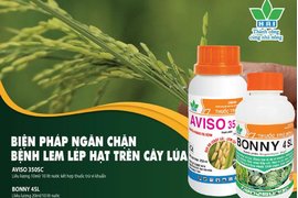 AVISO 350SC – AN TÂM PHÒNG TRỊ ĐẠO ÔN, LEM LÉP HẠT