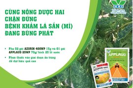 CÙNG NÔNG DƯỢC HAI CHẶN ĐỨNG BỆNH KHẢM LÁ SẮN (MÌ) ĐANG BÙNG PHÁT