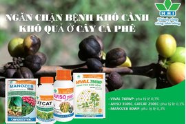 NGĂN CHẶN BỆNH KHÔ CÀNH KHÔ QUẢ Ở CÂY CÀ PHÊ