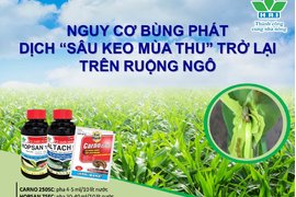 NGUY CƠ BÙNG PHÁT DỊCH “SÂU KEO MÙA THU” TRỞ LẠI TRÊN RUỘNG NGÔ