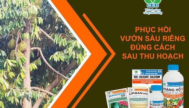 PHỤC HỒI VƯỜN SẦU RIÊNG ĐÚNG CÁCH SAU THU HOẠCH