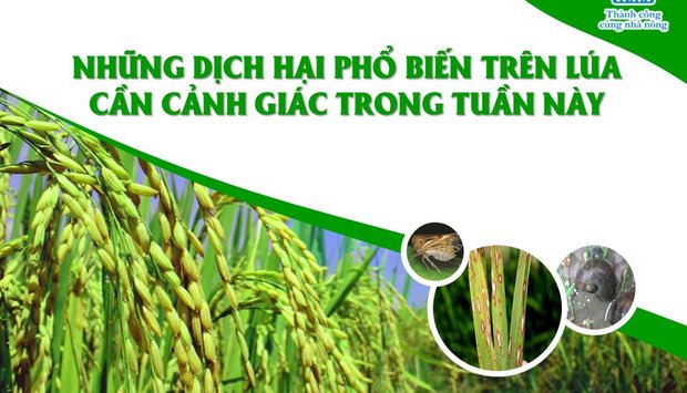 CẢNH GIÁC VỚI CÁC DỊCH TRÊN LÚA KHU VỰC PHÍA NAM TRONG TUẦN