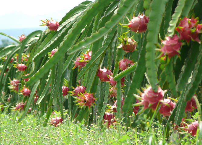 KỸ THUẬT BÓN PHÂN CHO CÂY THANH LONG